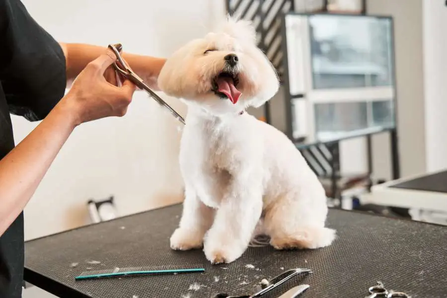 Groomer cutting fur of domestic animal PRISTINE PET GROOMING