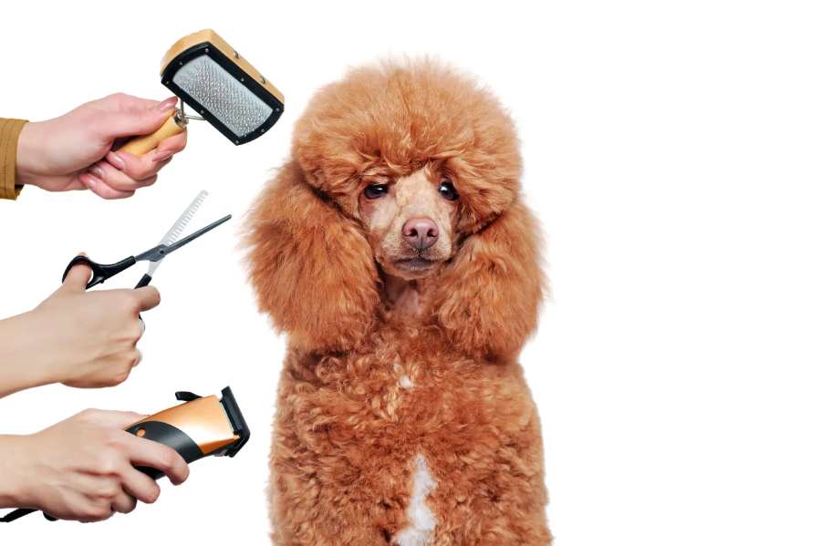 Closeup portrait of a poodle at the grooming procedure PRISTINE PET GROOMING