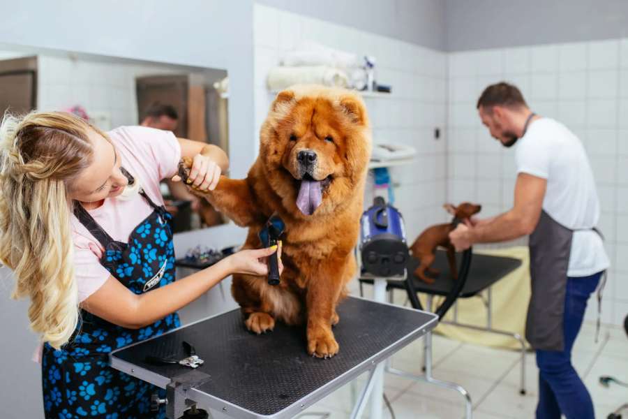 Grooming salon PRISTINE PET GROOMING