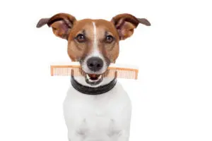 PRISTINE PET GROOMING