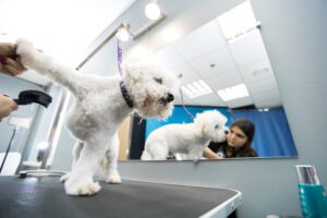 Cheap Dog Grooming Services - Mobile Affordable Options