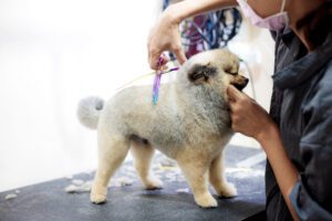 Trusted Grooming Salon for Dogs in Metro Atlanta Area