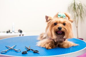 Key Benefits of Professional Dog Grooming Services