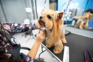 Professional Pet Grooming Mableton GA Services