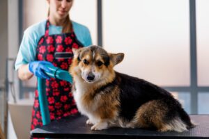 Mobile Pet Spa Near Me - Convenient Professional Care